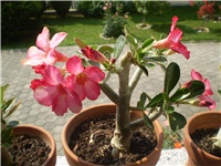 ff4d08a2-Picture 6127.jpg